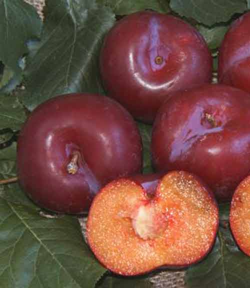 Plum Trees for sale in New Zealand
