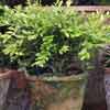 Click for Topiary_and_Standards/Topiary