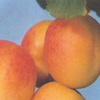 Fruit and Nuts/Apricot Click for Fruit_and_Nuts/Apricot