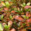 Natives/Coprosma Click for Natives/Coprosma