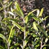 Click for Hedges_and_Borders/Corokia_Hedging