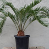 Click for Palms/Cycads