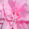Click for Camellias/Standards_Camellias