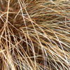 Natives/Carex Click for Natives/Carex