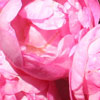 Click for Roses/Gallica