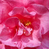 Click for Camellias/Hiemalis