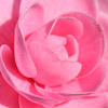 Click for Camellias/Japonica