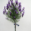 Click for Topiary_and_Standards/Standards