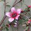 Natives/Leptospermum Click for Natives/Leptospermum