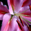 Click for Perennials/Lily