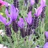 Click for Perennials/Lavender