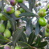 Fruit and Nuts/Olive Click for Fruit_and_Nuts/Olive