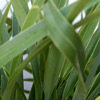 Natives/Phormium Click for Natives/Phormium