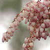 Shrubs/Pieris Click for Shrubs/Pieris