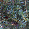 Natives/Podocarpus Click for Natives/Podocarpus