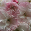 Trees Deciduous/Prunus Click for Trees_Deciduous/Prunus