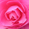Click for Camellias/Reticulata