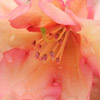 Click for Shrubs/Rhododendron