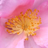 Click for Camellias/Sasanqua