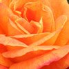 Click for Roses/Shrub_Rose