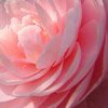 Click for Camellias/Species