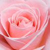 Click for Roses/Standard_80cm