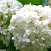 Shrubs/Viburnum Click for Shrubs/Viburnum