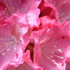 Shrubs/Azalea Click for Shrubs/Azalea