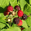 Fruit and Nuts/Berries and Brambles Click for Fruit_and_Nuts/Berries_and_Brambles