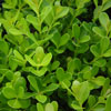 Click for Hedges_and_Borders/Buxus_Hedging