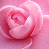 Click for Camellias/Espalier