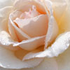 Click for Roses/Climbing_Hybrid_Tea