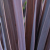 Click for Natives/Cordyline