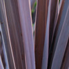 Natives/Cordyline Click for Natives/Cordyline