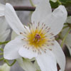 Click for Climbers_and_Vines/Deciduous_Climbers