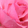Click for Roses/Floribunda