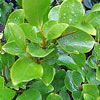 Click for Hedges_and_Borders/Griselinia_Hedging