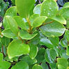 Click for Hedges-and-Borders