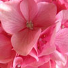 Shrubs/Hydrangea Click for Shrubs/Hydrangea