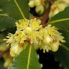 Shrubs/Laurus Nobilis Click for Shrubs/Laurus_Nobilis