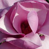 Trees Deciduous/Magnolia Click for Trees_Deciduous/Magnolia