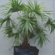 Click for Palms