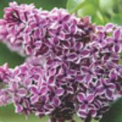 Click for Shrubs