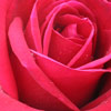 Click for Roses/Special_Occasion
