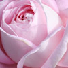 Click for Roses/Standard_45cm