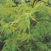 Click for Trees-Deciduous