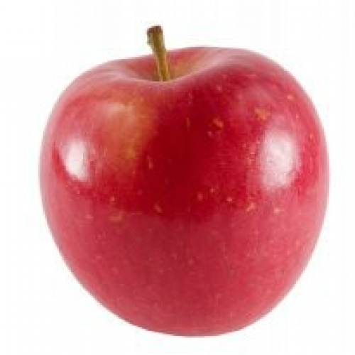 Apple Fuji M26 at Wairere Nursery - Buy Online