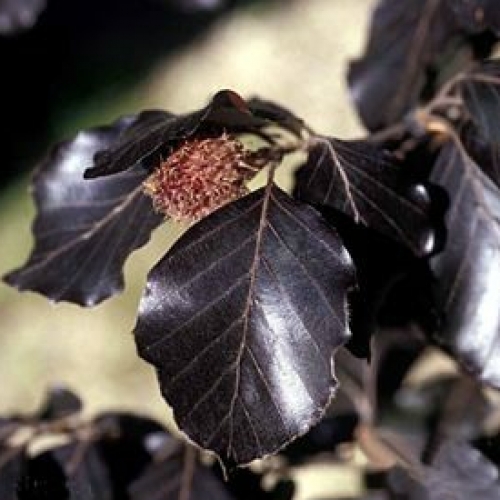 Fagus Riversii at Wairere Nursery - Buy Online