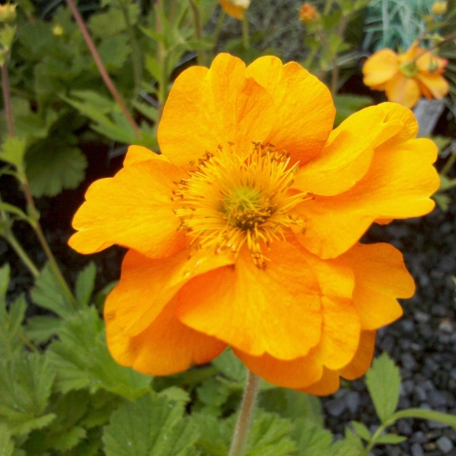 Geum Firestorm At Wairere Nursery Buy Online Geum Firestorm At Wairere Nursery Buy Online