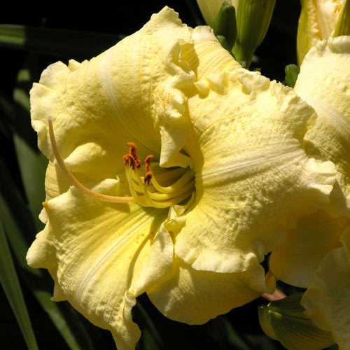Brocaded Gown  Ellies Daylilies